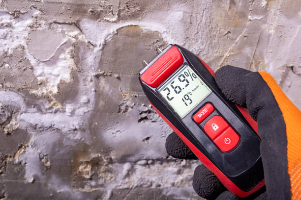 Best Basement Mold Remediation in Islandia, NY