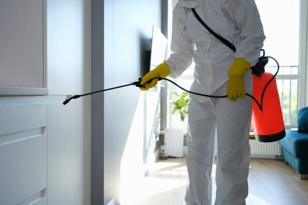 Professional Mold Remediation in Islandia, NY